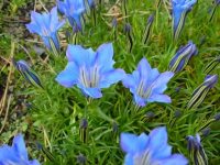 Good sized blue flowers